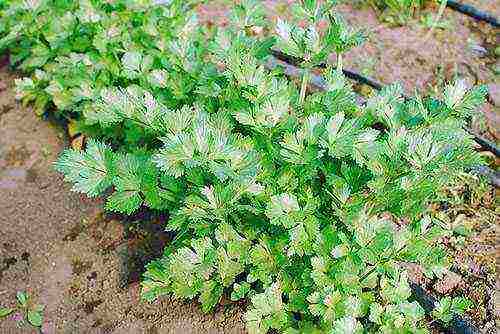 how to properly grow parsley outdoors