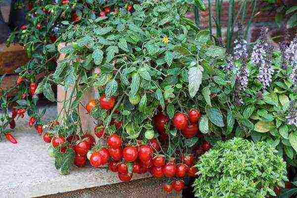 كيفية زراعة الطماطم الكرز في المنزل بشكل صحيح