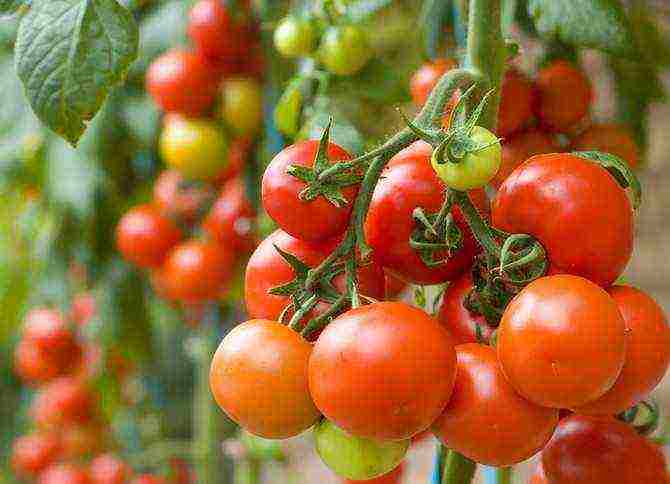 how to properly grow tomato seedlings from seeds