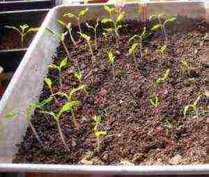 how to properly grow tomato seedlings from seeds