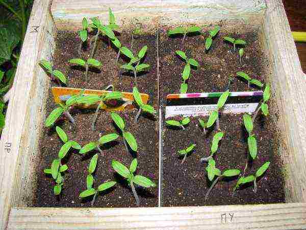 how to properly grow tomato seedlings from seeds