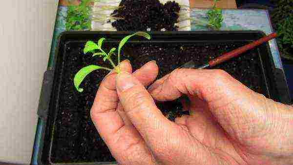 how to properly grow tomato seedlings from seeds