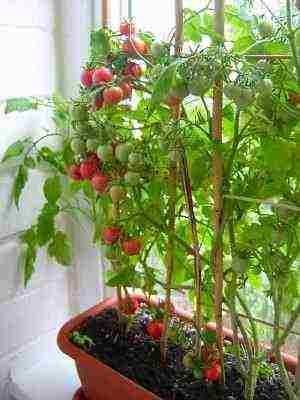 كيفية زراعة الطماطم الكرز في المنزل في
