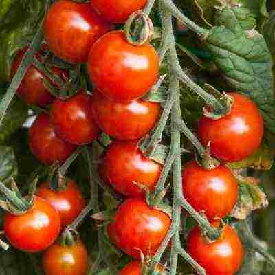 kako uzgajati cherry rajčice kod kuće