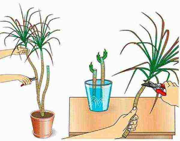 كيفية زراعة dracaena في المنزل مشاكل dracaena