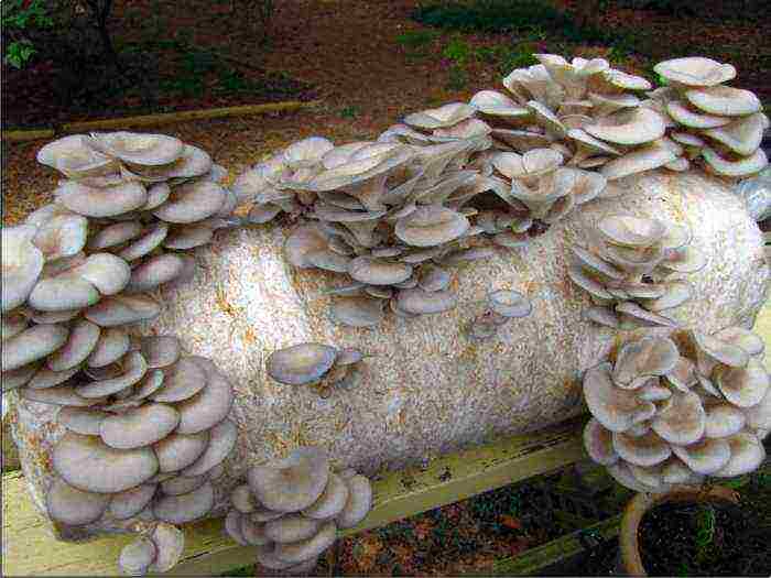 kako uzgajati gljive kod kuće tečaj za početnike