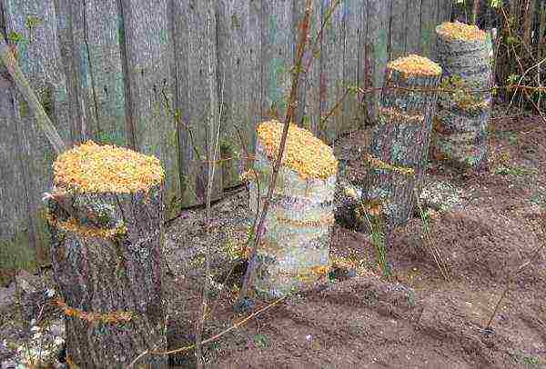 how to grow mushrooms at home course for beginners