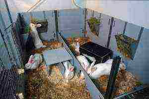 kako doma uzgajati zečeve radi mesa