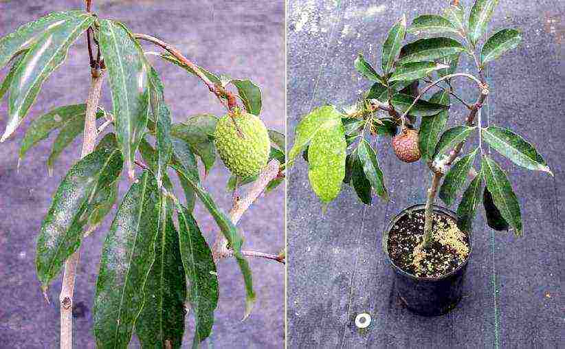 how to grow lychee at home from a bone