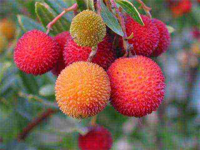 how to grow lychees at home from a bone