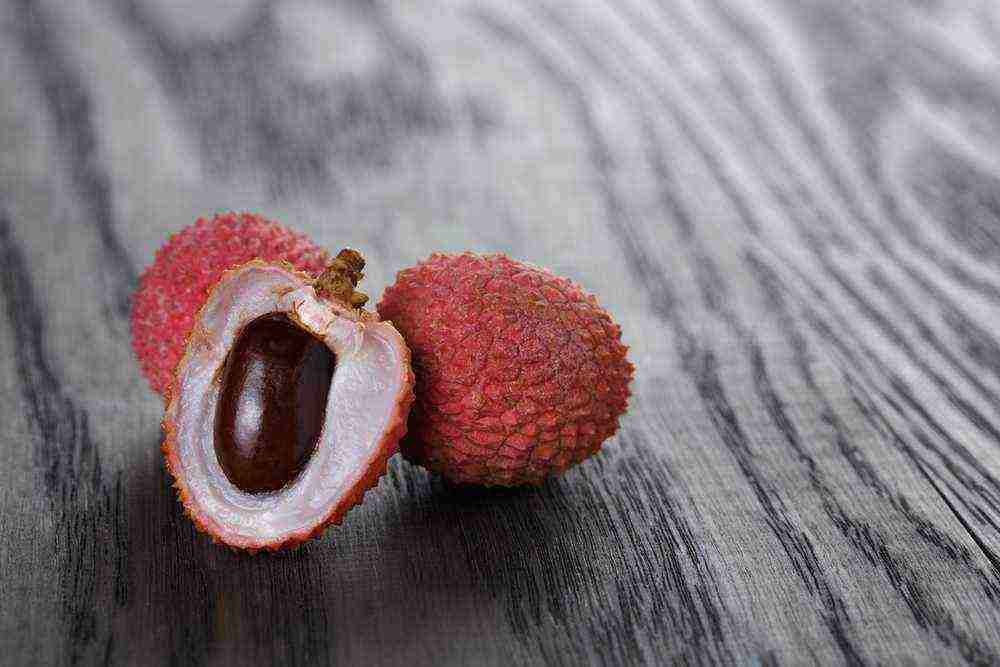 how to grow lychee at home from a bone