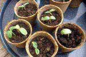 kako uzgajati sadnice krastavaca u tresetnim posudama