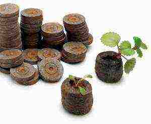 how to grow cucumber seedlings in peat pots