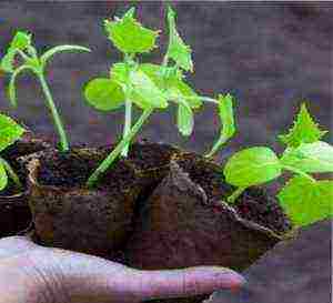 kung paano mapalago ang mga seeding ng pipino sa mga kaldero ng pit