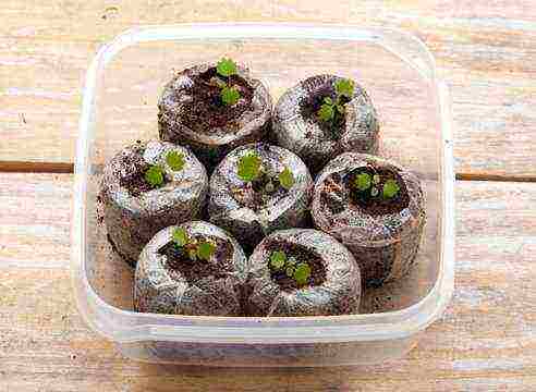 how to grow strawberry seeds in peat tablets