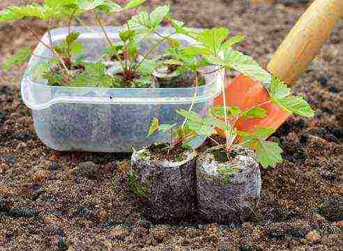 kako uzgajati sjemenke jagoda u tresetnim tabletama
