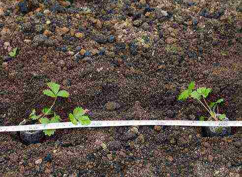 how to grow strawberry seeds in peat tablets