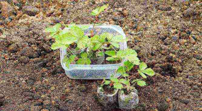 kung paano mapalago ang mga binhi ng strawberry sa peat tablets