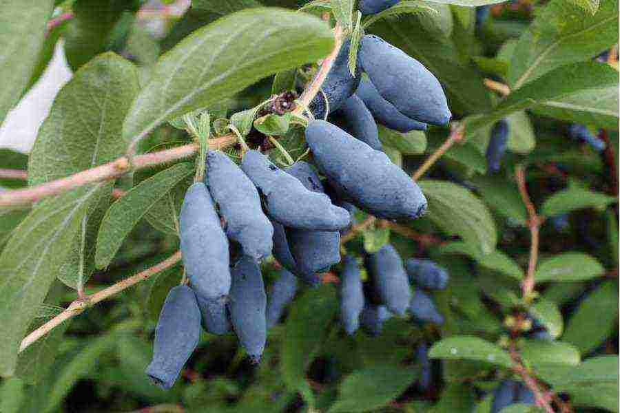 what a good variety of honeysuckle