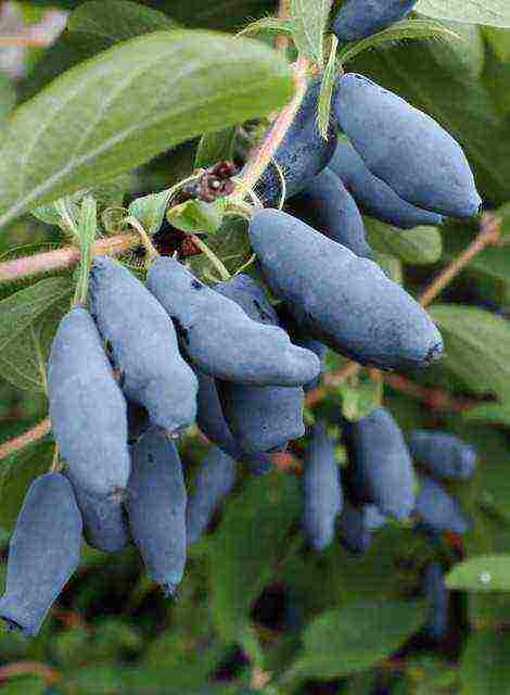 what a good variety of honeysuckle