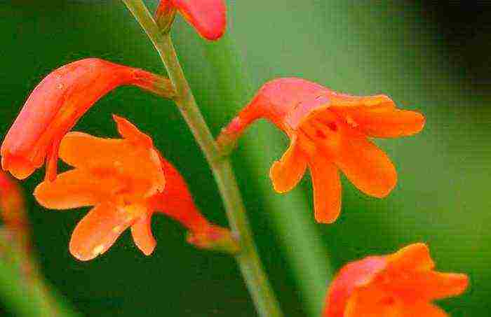 crocosmia planting and care in the open field in the suburbs
