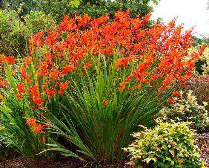 crocosmia planting and care in the open field in the suburbs