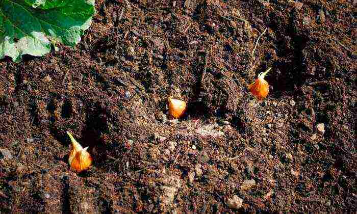 crocosmia sadnja i njega na otvorenom polju u predgrađu