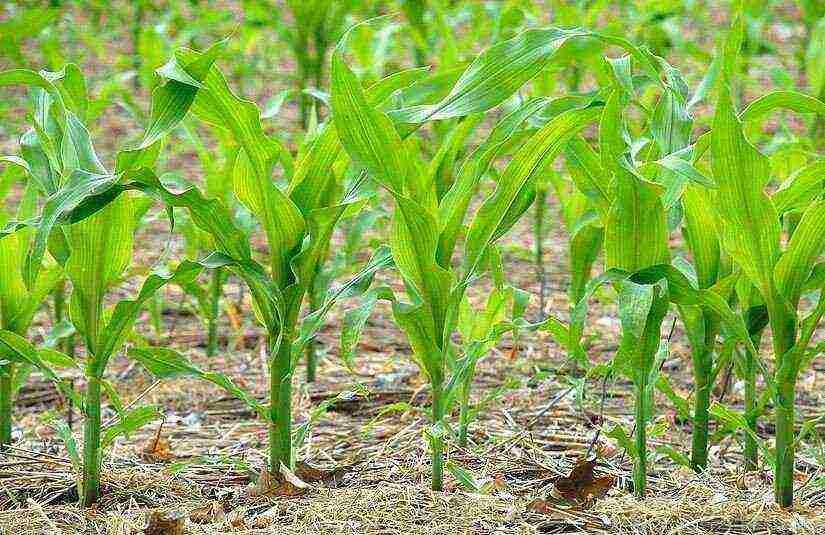 early sweet corn gourmet 121 how to grow