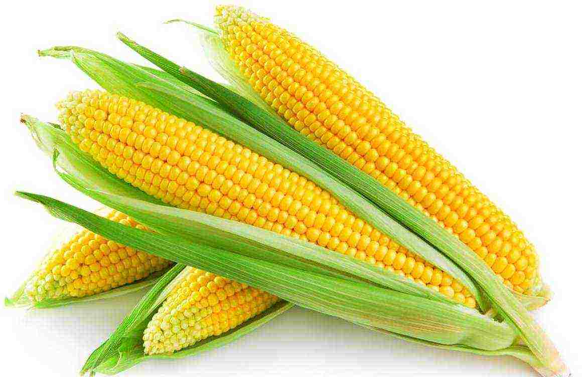early sweet corn gourmet 121 how to grow