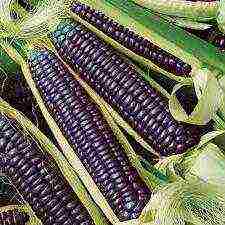 early sweet corn gourmet 121 how to grow