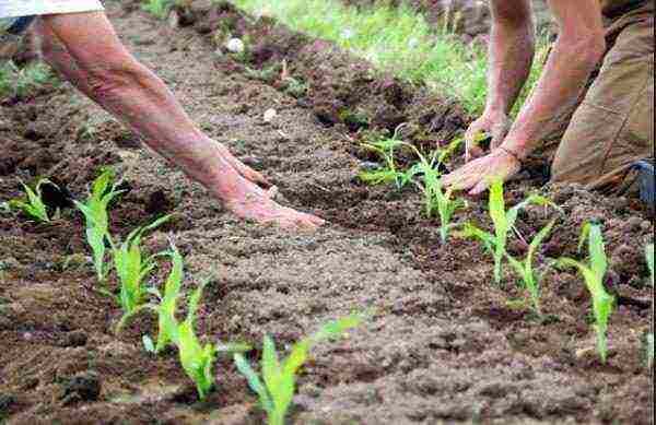 early sweet corn gourmet 121 how to grow