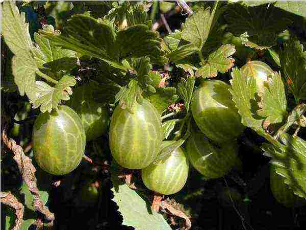 the best varieties of gooseberries