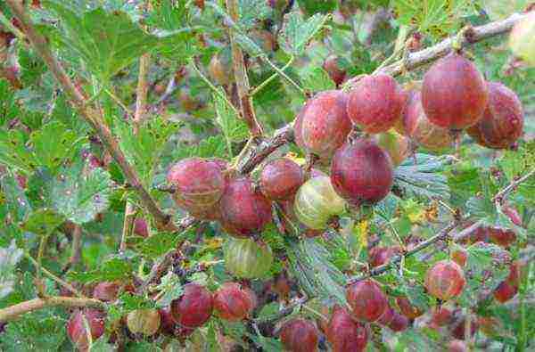 the best varieties of gooseberries