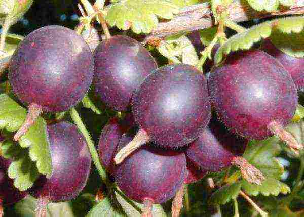 the best varieties of gooseberries