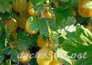 the best varieties of gooseberries