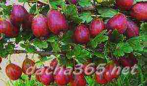 the best varieties of gooseberries