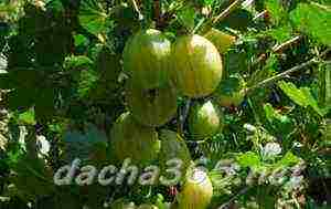 the best varieties of gooseberries