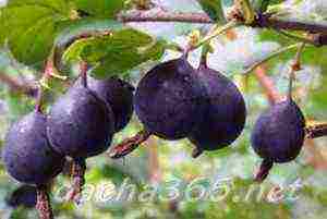 the best varieties of gooseberries