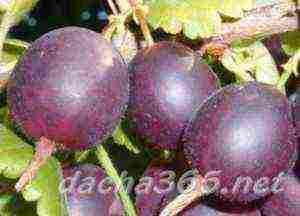 the best varieties of gooseberries