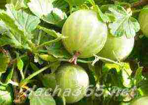 the best varieties of gooseberries