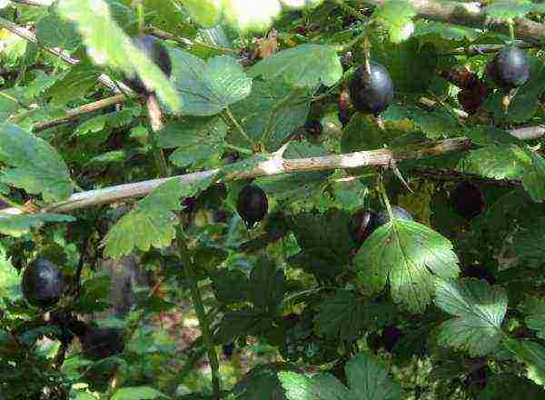 the best varieties of gooseberries