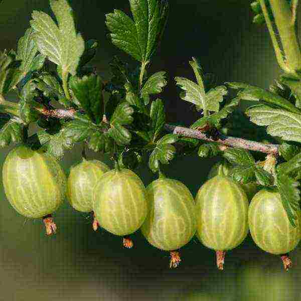 the best varieties of gooseberries