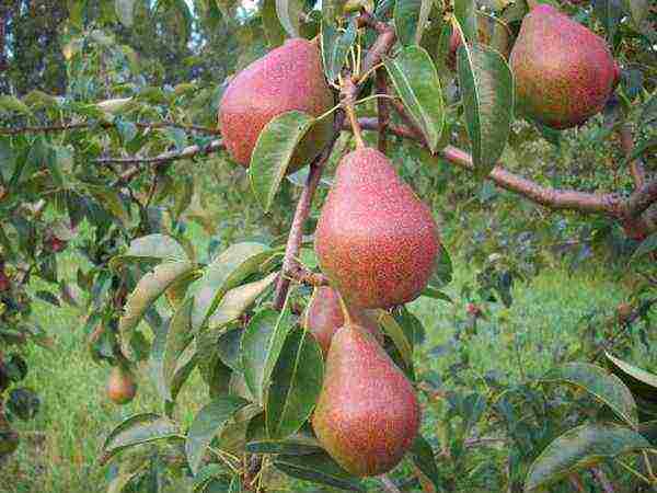 the best varieties of late pears