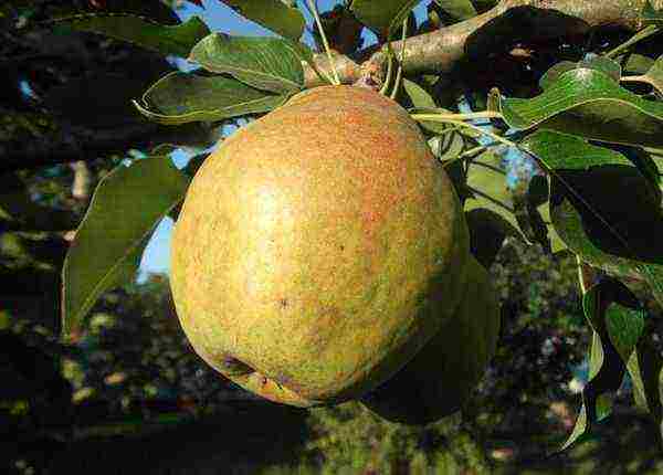 the best varieties of late pears