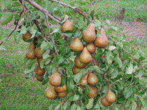 the best varieties of late pears