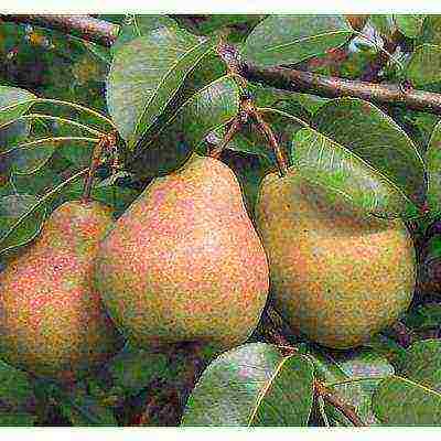 the best varieties of late pears