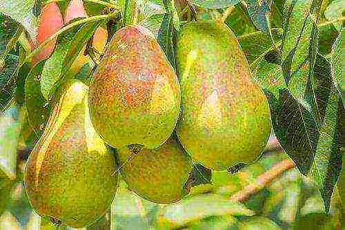 the best varieties of late pears