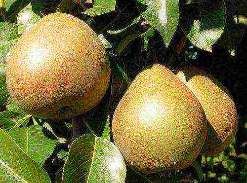 the best varieties of late pears
