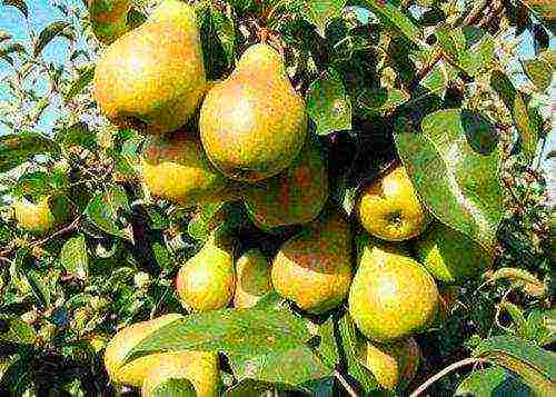 the best varieties of late pears