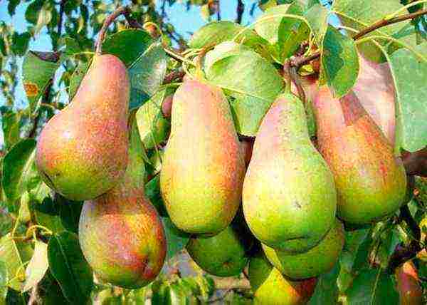 the best varieties of late pears